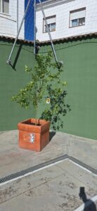 JARDINERIA CEIP SAN BARTOLOME